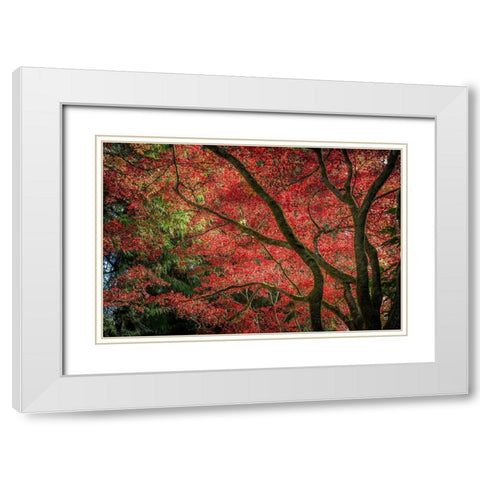 Autumn Beauty White Modern Wood Framed Art Print with Double Matting by Oldford, Tim