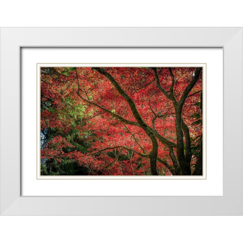 Autumn Beauty White Modern Wood Framed Art Print with Double Matting by Oldford, Tim