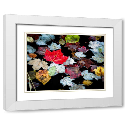 Autumn Leaves White Modern Wood Framed Art Print with Double Matting by Pollard, David W.