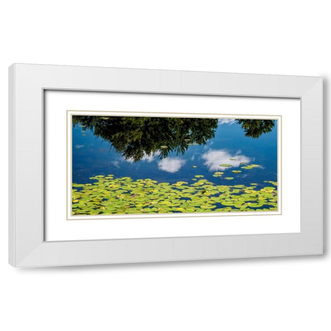 Water Lilies and Reflection White Modern Wood Framed Art Print with Double Matting by Pollard, David W.