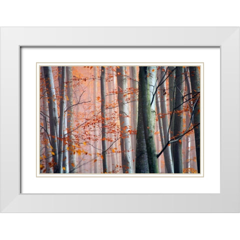 Autumn Woods White Modern Wood Framed Art Print with Double Matting by PhotoINC Studio