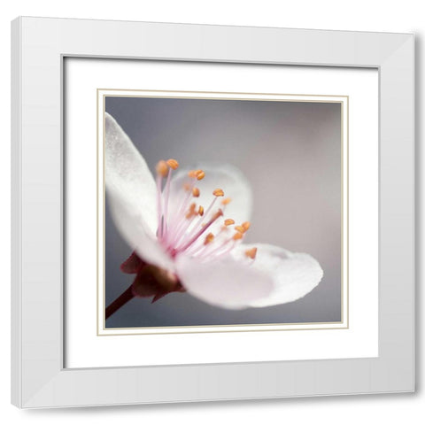 Cherry Flower 1 White Modern Wood Framed Art Print with Double Matting by PhotoINC Studio