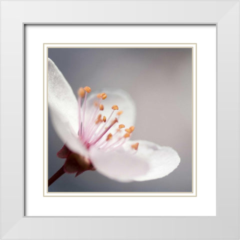 Cherry Flower 1 White Modern Wood Framed Art Print with Double Matting by PhotoINC Studio