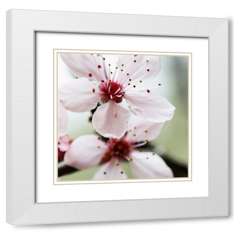 Cherry Flower 2 White Modern Wood Framed Art Print with Double Matting by PhotoINC Studio