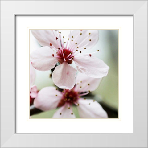 Cherry Flower 2 White Modern Wood Framed Art Print with Double Matting by PhotoINC Studio