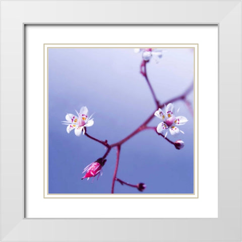 Cherry Flower 3 White Modern Wood Framed Art Print with Double Matting by PhotoINC Studio