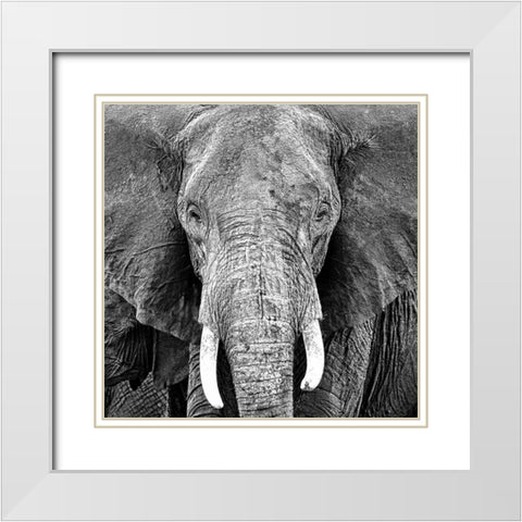 Elephant White Modern Wood Framed Art Print with Double Matting by PhotoINC Studio