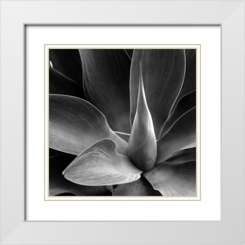 Flower White Modern Wood Framed Art Print with Double Matting by PhotoINC Studio