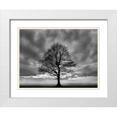 Great Tree White Modern Wood Framed Art Print with Double Matting by PhotoINC Studio