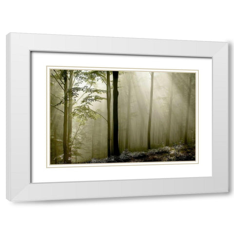 Green Woods 2 White Modern Wood Framed Art Print with Double Matting by PhotoINC Studio