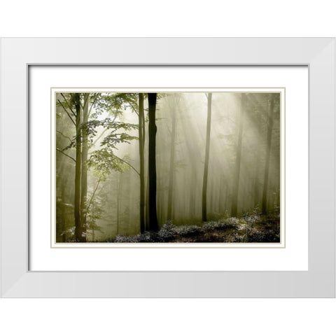 Green Woods 2 White Modern Wood Framed Art Print with Double Matting by PhotoINC Studio