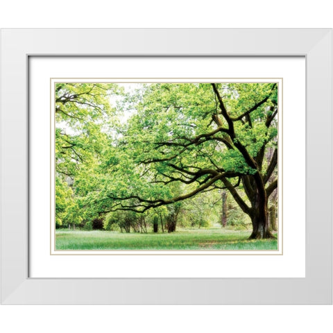 Green Woods 4 White Modern Wood Framed Art Print with Double Matting by PhotoINC Studio