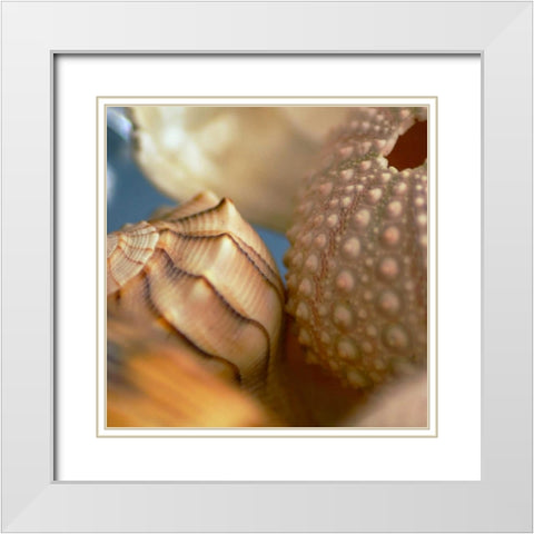 Shells 1 White Modern Wood Framed Art Print with Double Matting by PhotoINC Studio