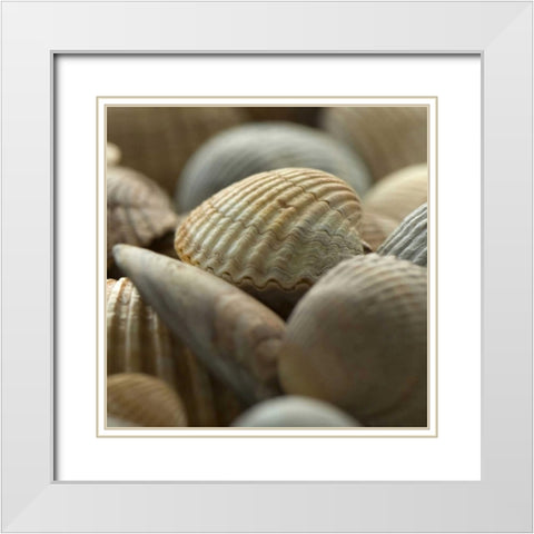 Shells 2 White Modern Wood Framed Art Print with Double Matting by PhotoINC Studio