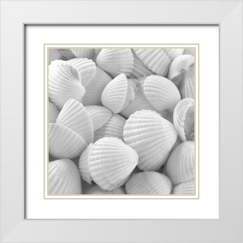 Shells 3 White Modern Wood Framed Art Print with Double Matting by PhotoINC Studio