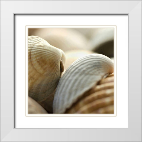 Shells 4 White Modern Wood Framed Art Print with Double Matting by PhotoINC Studio