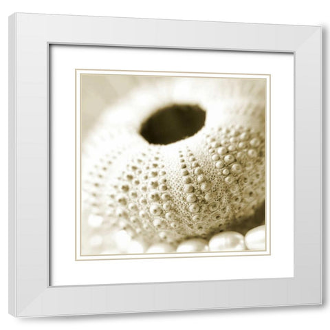 Shells and Pearls 2 White Modern Wood Framed Art Print with Double Matting by PhotoINC Studio
