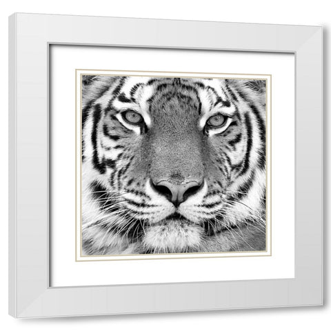 Tiger White Modern Wood Framed Art Print with Double Matting by PhotoINC Studio