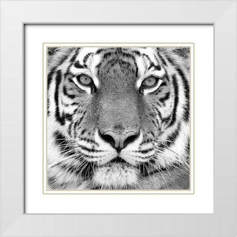Tiger White Modern Wood Framed Art Print with Double Matting by PhotoINC Studio