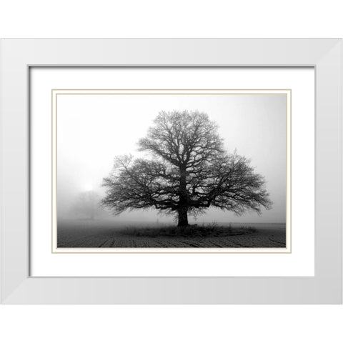 Tree in Mist 2 White Modern Wood Framed Art Print with Double Matting by PhotoINC Studio