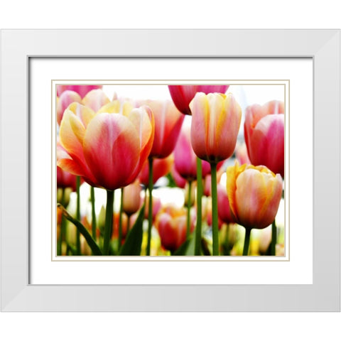 Tulip White Modern Wood Framed Art Print with Double Matting by PhotoINC Studio