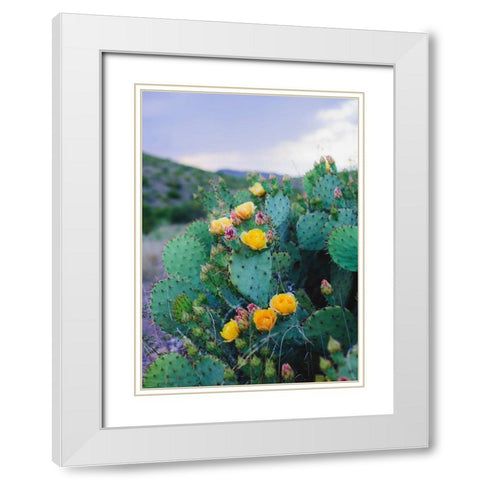 Spring Cacti No. 2 White Modern Wood Framed Art Print with Double Matting by Quintero, Sonja