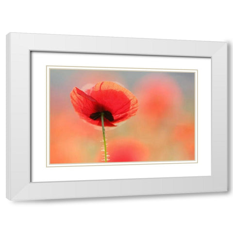 Poppy Dream White Modern Wood Framed Art Print with Double Matting by Raimond, Roeselien