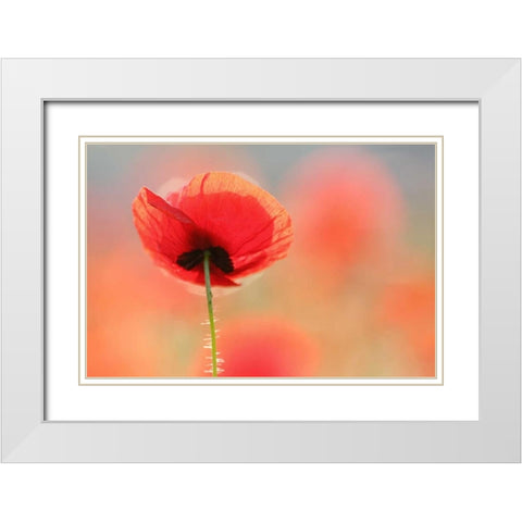 Poppy Dream White Modern Wood Framed Art Print with Double Matting by Raimond, Roeselien