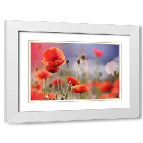 Poppy Delight White Modern Wood Framed Art Print with Double Matting by Raimond, Roeselien