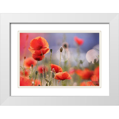 Poppy Delight White Modern Wood Framed Art Print with Double Matting by Raimond, Roeselien