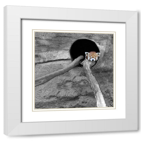 Red Panda Sleeping White Modern Wood Framed Art Print with Double Matting by Ryan, Brooke T.