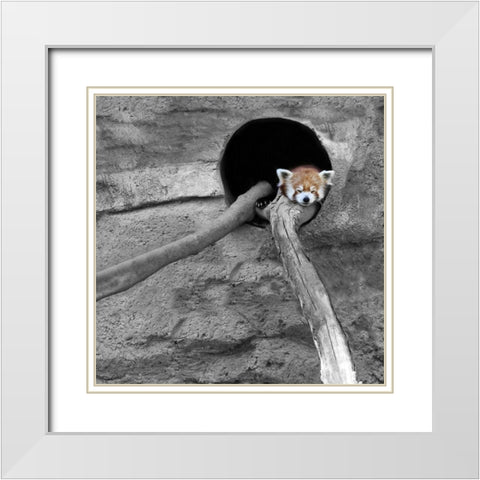 Red Panda Sleeping White Modern Wood Framed Art Print with Double Matting by Ryan, Brooke T.