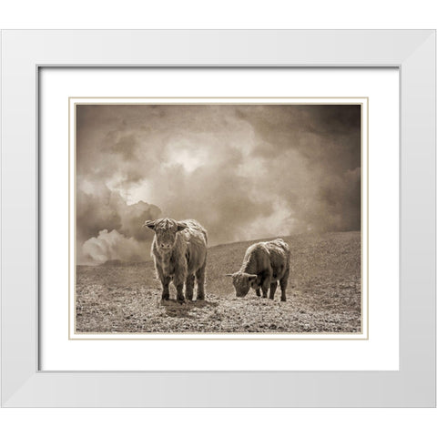 Scottish Highland Cattle No. 2 White Modern Wood Framed Art Print with Double Matting by Ryan, Brooke T.