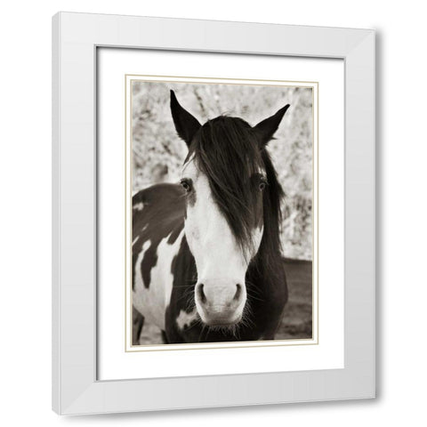 Pale Eyed Stallion White Modern Wood Framed Art Print with Double Matting by Scott, Traer