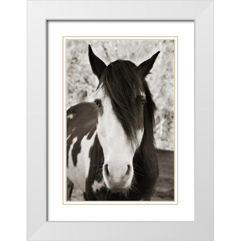 Pale Eyed Stallion White Modern Wood Framed Art Print with Double Matting by Scott, Traer
