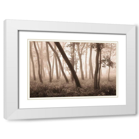Reticent Woods White Modern Wood Framed Art Print with Double Matting by Svibilsky, Igor