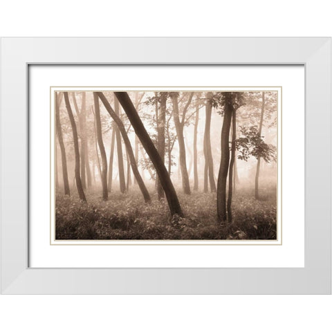 Reticent Woods White Modern Wood Framed Art Print with Double Matting by Svibilsky, Igor