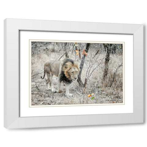 Lion White Modern Wood Framed Art Print with Double Matting by Sobol, Helene
