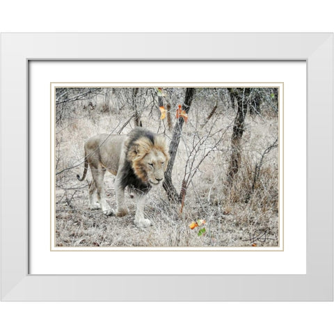 Lion White Modern Wood Framed Art Print with Double Matting by Sobol, Helene