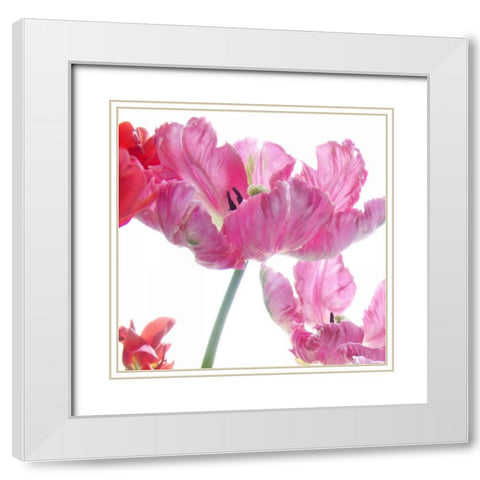 Parrot Tulips White Modern Wood Framed Art Print with Double Matting by Stalus, Judy