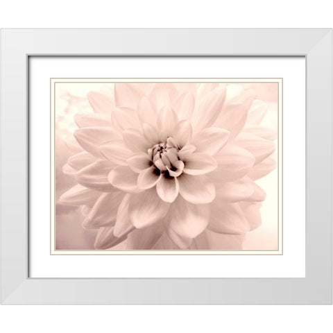 Pink Dahlia 2 White Modern Wood Framed Art Print with Double Matting by Stalus, Judy