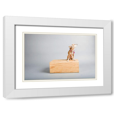 Small Dog, Big World White Modern Wood Framed Art Print with Double Matting by Sabo, Susan