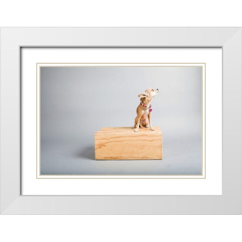 Small Dog, Big World White Modern Wood Framed Art Print with Double Matting by Sabo, Susan