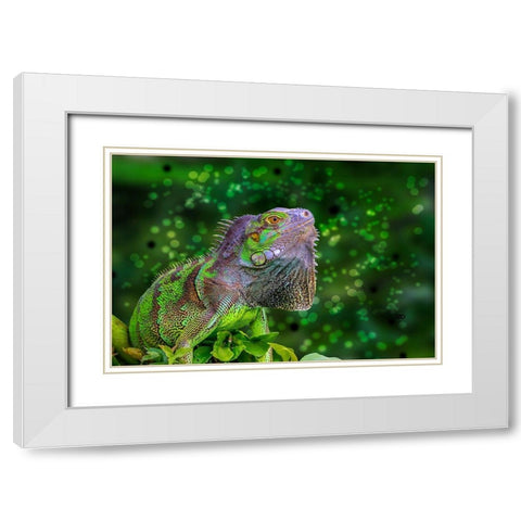 Green Iguana White Modern Wood Framed Art Print with Double Matting by Spears, Don