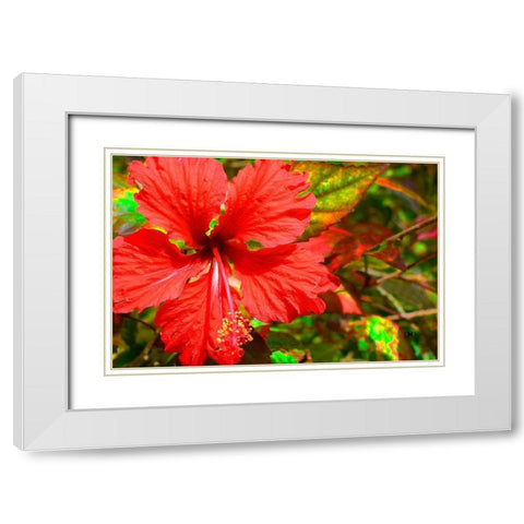 Red Hibiscus White Modern Wood Framed Art Print with Double Matting by Spears, Don