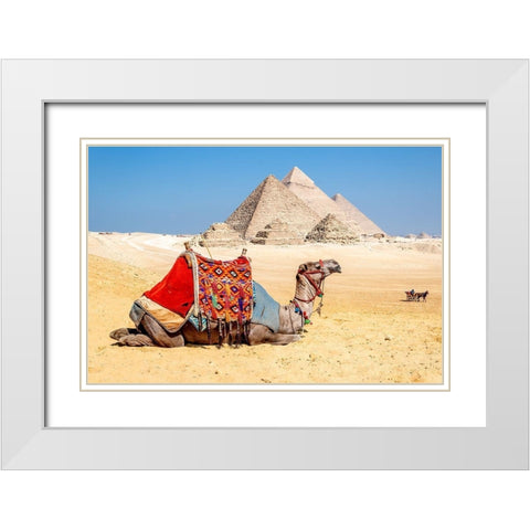 Camel Resting by the Pyramids, Giza, Egypt White Modern Wood Framed Art Print with Double Matting by Silver, Richard
