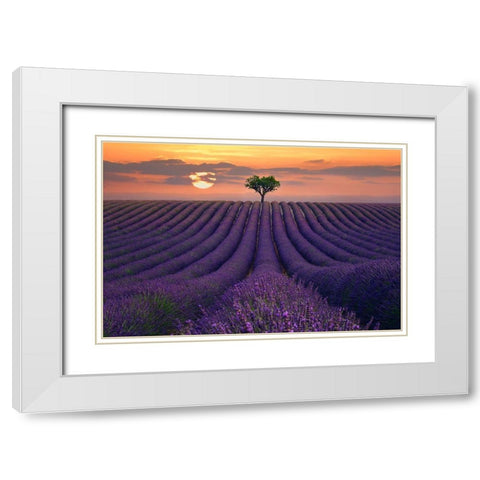 For the Love of Lavender White Modern Wood Framed Art Print with Double Matting by Sie, Lee