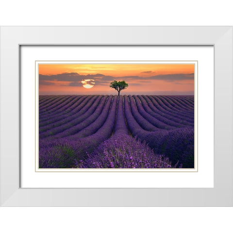 For the Love of Lavender White Modern Wood Framed Art Print with Double Matting by Sie, Lee
