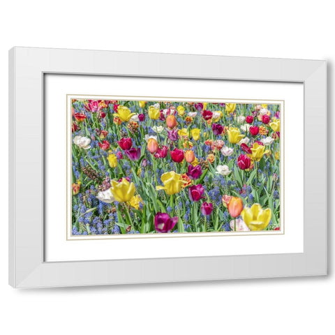 Kuekenhof Tulips I White Modern Wood Framed Art Print with Double Matting by Silver, Richard
