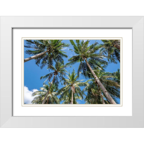 Palawan Palm Trees II White Modern Wood Framed Art Print with Double Matting by Silver, Richard